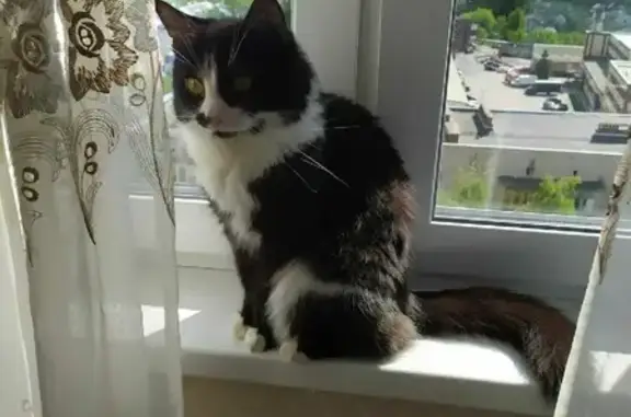 Кошки потеряшки, Казань, фото: Потеряшка кошка на Тэцевской, 4А, возраст 6 лет, чёрно-белый окрас.