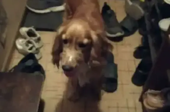 Найденные животные Ростов-на-Дону, фото: Найден кокер спаниель на улице Тружеников, 2А, Ростов-на-Дону