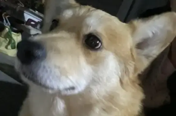 Найдена собака, Санино, фото: Найдена собака у церкви Черниговской, Санино-Шиботово