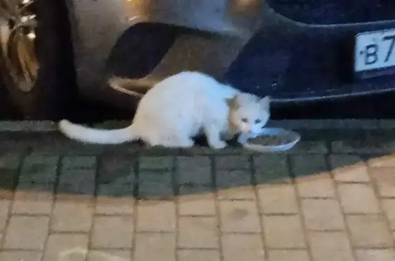 Найдена кошка на Гражданском проспекте, СПб