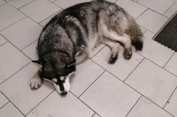 Найдена собака без ошейника возле Магнита на Московской, 52