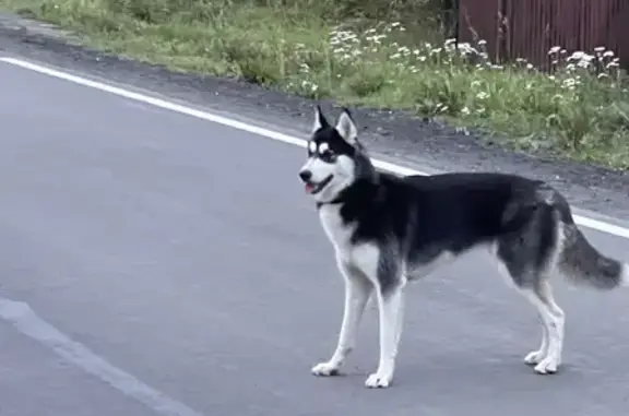 Собака найдена на Вознесенском шоссе