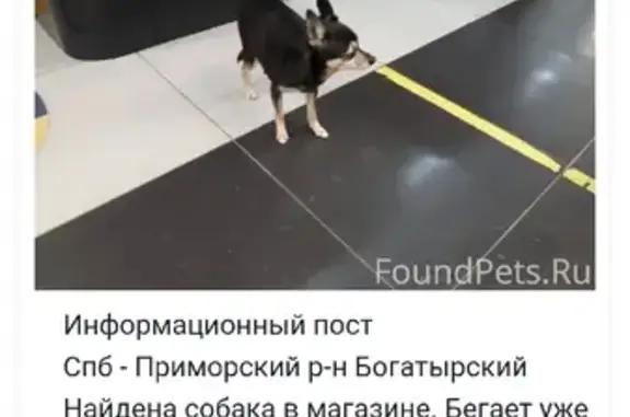 Собаки потеряшки, Санкт-Петербург, фото: Потеряшка собака Кутя на Богатырском проспекте.