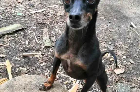 Пропала собака в Балтийске, помогите найти! 🐶