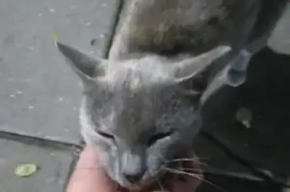 Найдена кошка на Пролетарской, Чебоксары