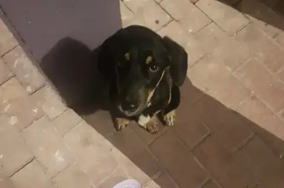 Собака найдена на ул. Пригородная, ЖК Гагаринский 🐶