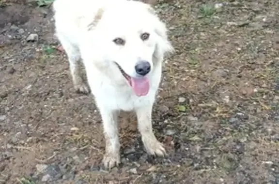 Пропала собака в Медведево, Ижевск: алабай ищет хозяев после грозы