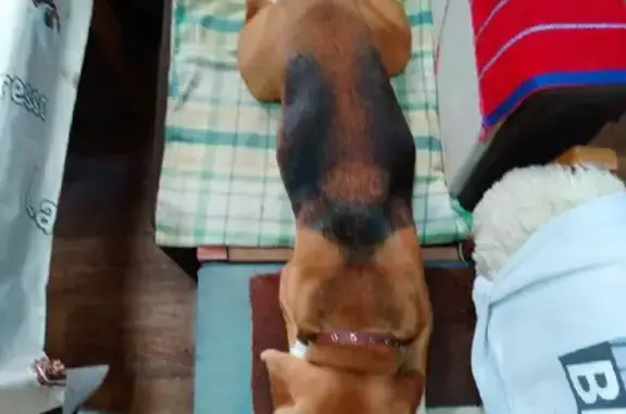 Собаки потеряшки, Москва, фото: Потеряшка Бигель на СНТ Вишенка-1, видели возле станции 