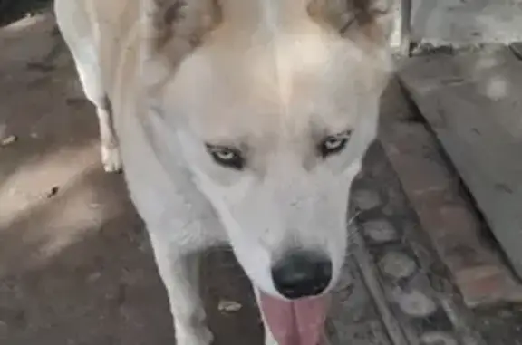 Пропала собака Хаски на ул. Ромашина, Брянск