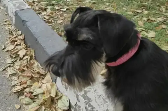 Пропала собака Афина на ул. Северный Венец, 32 в Ульяновске