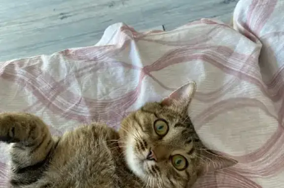 Найден кот на ул. Гастелло 22А в Самаре