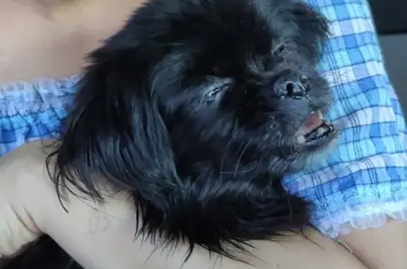 Пропала собака Метис хина в Дубровке (15Н-512)