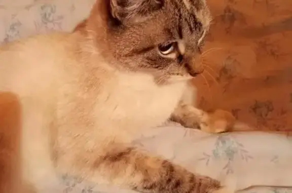 Найдена сиамская кошка на ул. 40 лет Победы, Ангарск