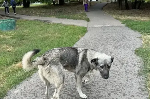 Собака без ошейника на Дорогобужской улице, Москва
