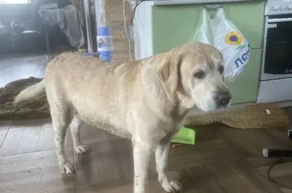 Собака Лабрадор найдена возле универсама в Тарасово (41К-847)