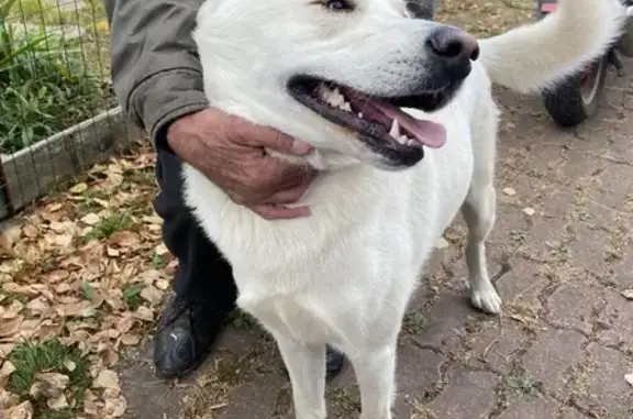 Найдена собака, Московская область, фото: Найден белый пёс Снежок в Московской области