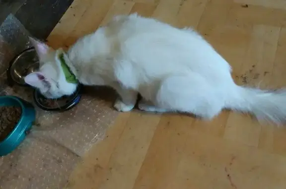 Найдена кошка, село Грабцево, фото: Найден кот дома на Советской улице