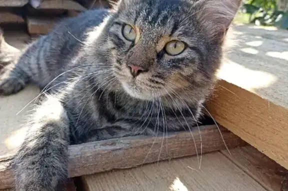 Пропала кошка на Донской, 55 в Мичуринске