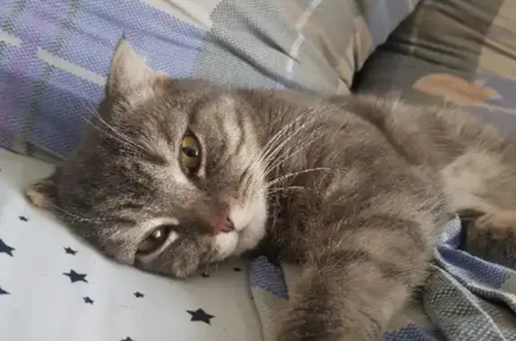 Пропала кошка на Омской, 41, Ишим