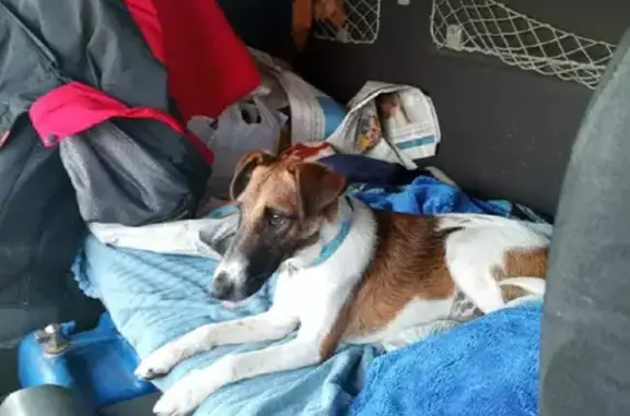 Собаки потеряшки, Калининград, фото: Потеряшка собака на Калининградской, 13