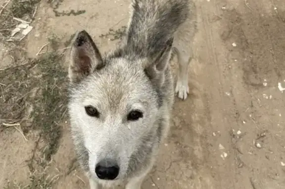 Потерянная собака найдена в СНТ Родничок, Городище