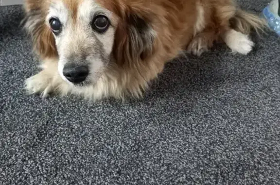 Найдена собака, Мочищенский сельсовет, фото: Найдена собака на Северном объезде, нужны хозяев