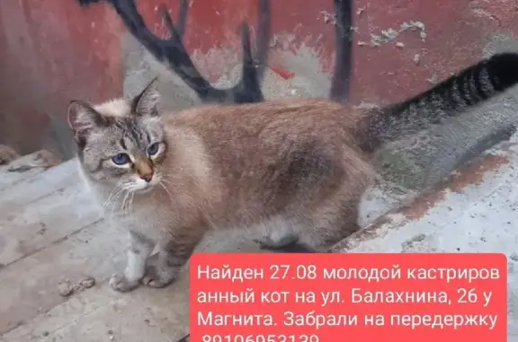 Кот синих глаз на ул. Балахнина, 26, Иваново
