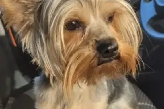 Собака найдена на ул. Тарасова, 38 в Челябинске