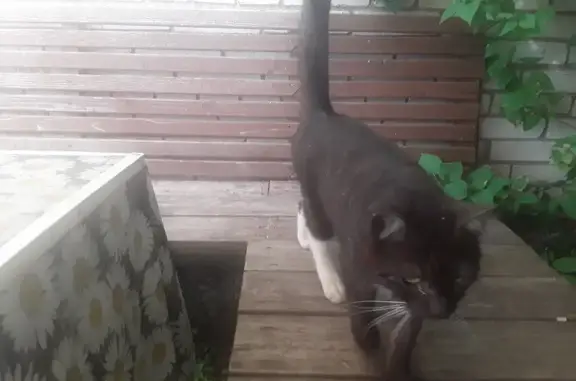Пропал черный кот, 36 Мгинское городское поселение.