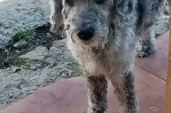 Пропала собака на Чернышевского, 55 в Энгельсе