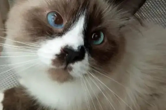 Кошки потеряшки, Ярославль, фото: Потеряшка кошка на Ленинградском проспекте, г. Ярославль. Вознаграждение.