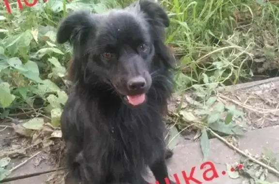 Собаки потеряшки, Ижевск, фото: Потеряшка собака Мишка на пр. Нефтянников (Елабуга)