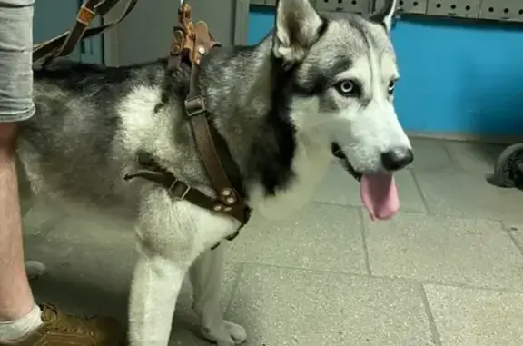 Собака Хаски найдена на ул. Дианова, 33Б в Омске.