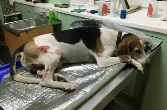 Найдена собака, Калининский муниципальный округ, фото: Найдена охотничья собака Кабель в г. Тверь, ищем хозяина.