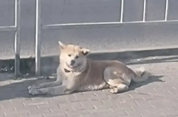 Найдена собака на остановке у Ташкентской улицы (c фото и адресом)