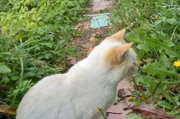 Найдена молочно-рыжая кошка в Пермском крае