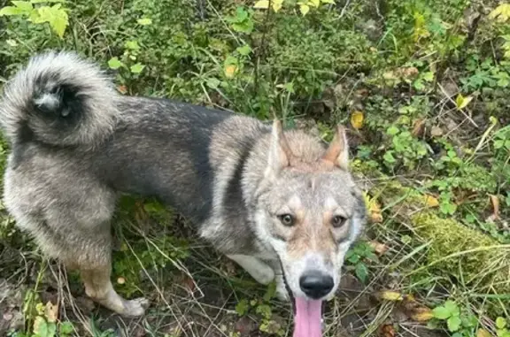 Пропала собака Тайга на Вознесенском шоссе