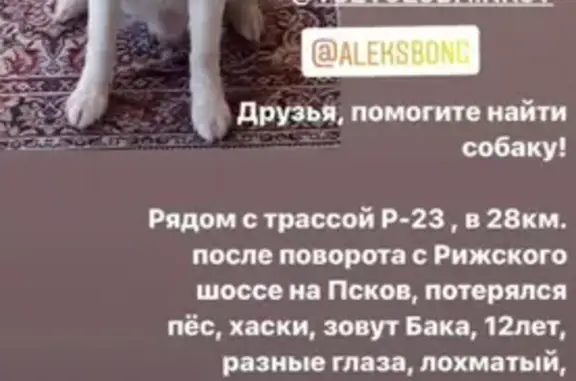 Собаки потеряшки, , фото: Потеряшка кобель Хаски на Р-23, Алольская волость