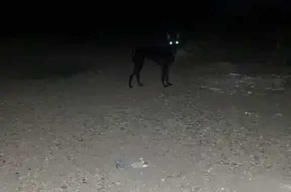 Найдена собака Тойчик на ул. Циолковского, 18 в Краснодаре