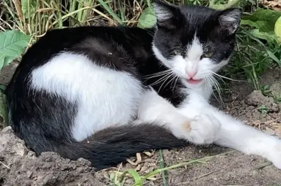 Найдена кошка на даче в Хреновском поселении