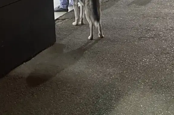 Найдена собака на Селекционной ул. в Ставрополе