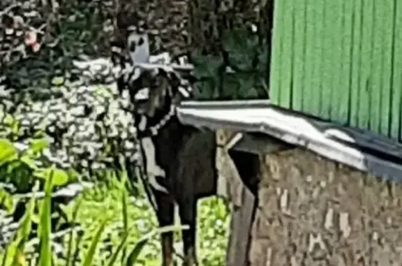 Найдена черная собака в СНТ Волна, адрес 46Н-08936