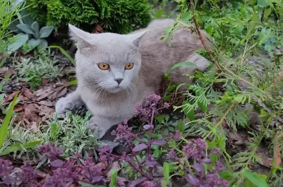 Кошки потеряшки, Новосибирск, фото: Потеряшка кошка Томас на Чулымской, 112/1, Новосибирск