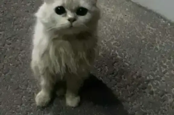 Найден домашний кот на ул. Вильямса, Брянск