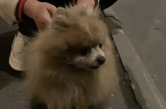 Объявления о пропавших и найденных животных, Москва, фото: Собака Шпитц найдена на Бартеневской улице, 57 с1 в Москве