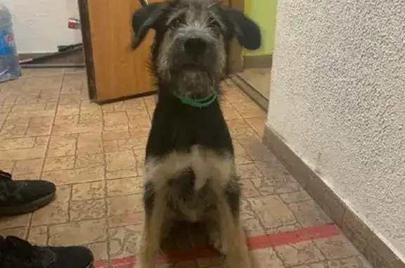 Найденные животные Москва, фото: Найден щенок с ошейниками на Заревом проезде, Москва.