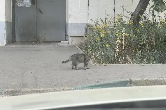 Найдена кошка на ул. Х. Мавлютова, 48 в Казани