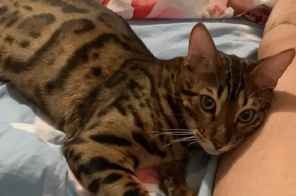 Кошки потеряшки, Набережные Челны, фото: Потеряшка бенгал возле ул. Дружная 21, Набережные Челны