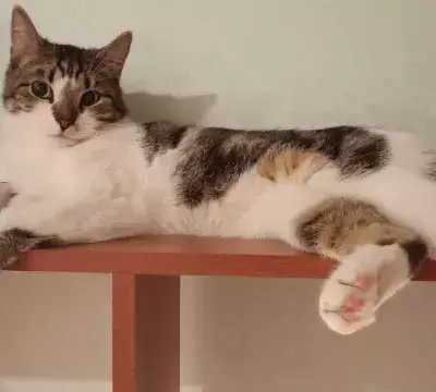 Кошки потеряшки, Великий Новгород, фото: Потеряшка кот 