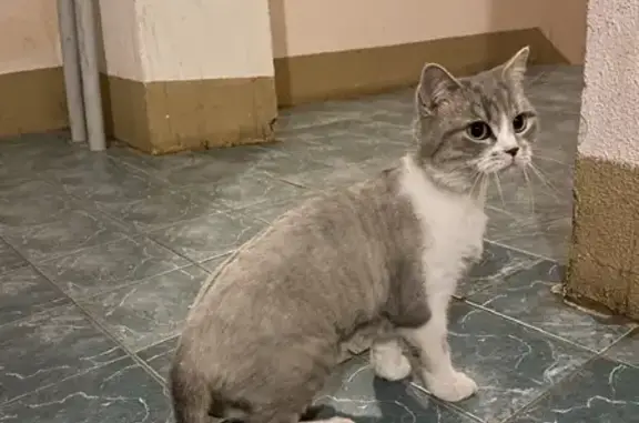 Найдена кошка на Ахметова 225 в Уфе